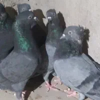 هشت کبوتر بوشهر ی ملاقی و پرشی|پرنده|خورموج, |دیوار