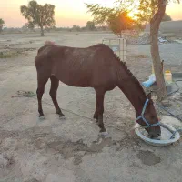 اسب مادیون آبستن