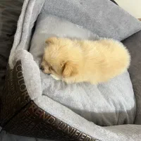 واگذاری توله سگ پامرانین خرسی