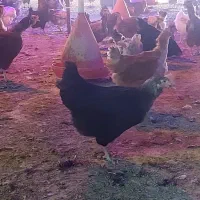 مرغ محلی زنده|حیوانات مزرعه|برازجان, |دیوار