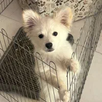 پامرین|سگ|مشهد, ده دی|دیوار