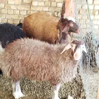 میش وبره نرو ماده|حیوانات مزرعه|پیر بکران, |دیوار