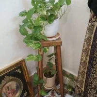 استند|گل و گیاه طبیعی|شیراز, جوادیه|دیوار