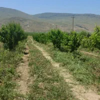 باغ|فروش زمین و ملک کلنگی|دینور, |دیوار