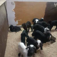 فروش انواع بره شیری