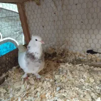 فروش کبوتر طوقی|پرنده|لاهیجان, کوی زمانی|دیوار