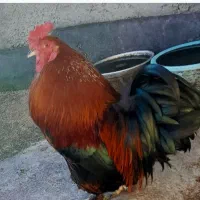 خروس کوشین خروس جاپنیز|حیوانات مزرعه|آمل, |دیوار