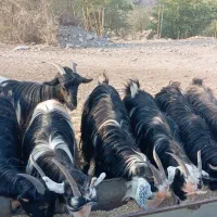 بز داشتی|حیوانات مزرعه|مسجد سلیمان, |دیوار