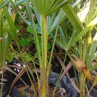 پالم لاتانیا ریشه پرس