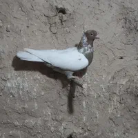 کبوتر|پرنده|چناران, |دیوار