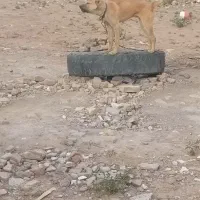 سلام یک سگ کوچک گلی دارم هرکی خواست تماس بگیرد