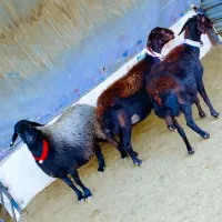 گوسفند میش بره بز گاو