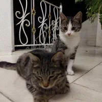 واگذاری رایگان گربه|گربه|چالوس, |دیوار