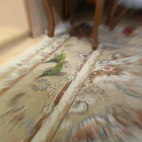 مرغ عشق جفت کاملاً دستی رام و اروم|پرنده|تهران, وحیدیه|دیوار