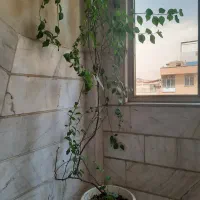درختچه آمستل ودرخت رونده گلدار|گل و گیاه طبیعی|تهران, جیحون|دیوار