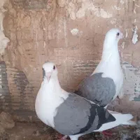 کفتر نوبازی