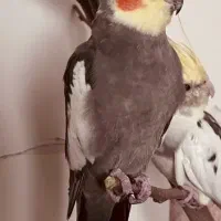 عروس هلندی نر  رام و دستی مست