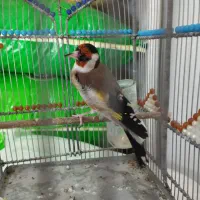 سهره|پرنده|تبریز, |دیوار