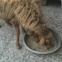 فروش میش حامله در بندر ماهشهر|حیوانات مزرعه|بندر ماهشهر, |دیوار