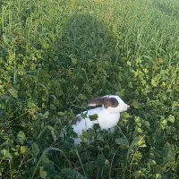 خرگوش