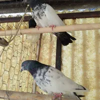 کفتر|پرنده|تهران, سیروس|دیوار