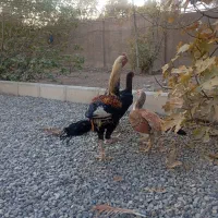 خروس و مرغ لاری