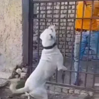 واگذاری سگ درشت سفید خیره نگهبانی