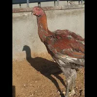 جوجه خروس لاری