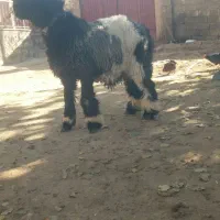 میش  قوچ بره تخمی ترکی اصل|حیوانات مزرعه|کوهرنگ, |دیوار