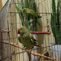 جفت طوطی ملنگو