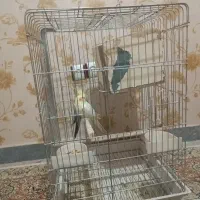 عروس هلندی نر و ماده با سه عدد جوجه|پرنده|قرچک, مهدیه|دیوار