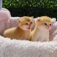 توله گربه اسکاتیش و بیریتیش گلد