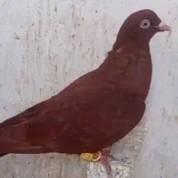 سرخ ماده رنگ خون پرنده زدخورد