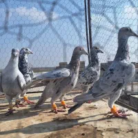 دسته 16تا همه نر