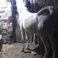 کره نریان ۱۴ ماه شجره دار پر خون|اسب و تجهیزات اسبسواری|ملایر, |دیوار