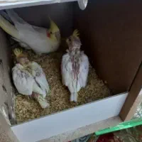 1عدد جوجه سرلاکی طوطی عروس هلندی