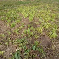 زمین کشاورزی