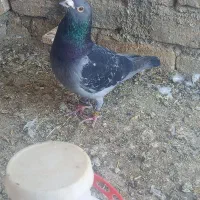 ۳ تا کفتر