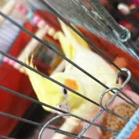 عروس هلندی|پرنده|نسیمشهر, |دیوار