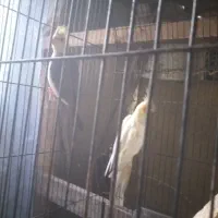 جفت عروس جفت رینبو اس