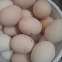 تخم مرغ نطفه دار