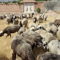 میش|حیوانات مزرعه|شیراز, شاپورجان|دیوار