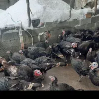 بوقلمون محلی|حیوانات مزرعه|بانه, |دیوار