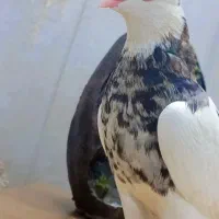 طوقی هفت رنگ