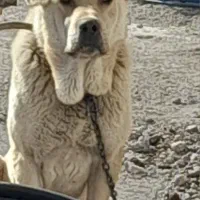 سگ نگهبان عراقی