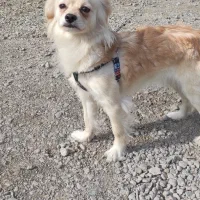 واگذاری سگ پامر