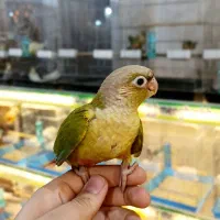 گرینچیک های بامزه|پرنده|قم, نخودی|دیوار