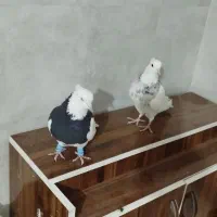 کبوتر ،طوقی پالخت کاکولی|پرنده|داران, |دیوار