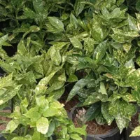 اکو با ژاپونی|گل و گیاه طبیعی|رامسر, |دیوار