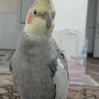 عروس هلندی گم شده